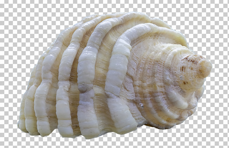 Cockle Conchology Conch Seashell Sea Snail PNG, Clipart, Cockle, Conch, Conchology, Scallops, Sea Free PNG Download