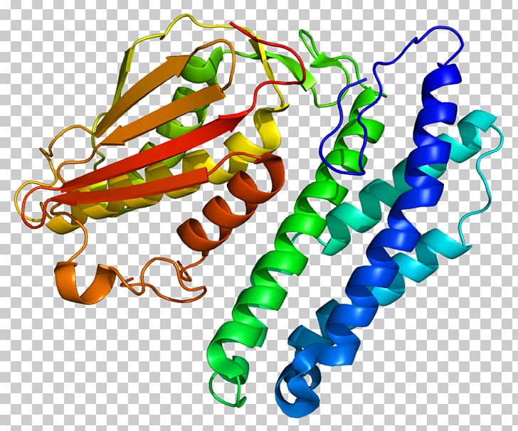 Branched-chain Alpha-keto Acid Dehydrogenase Complex Protein Pyruvate Dehydrogenase Bckdk PNG, Clipart, Asperger Syndrome, Bckdk, Body Jewelry, Enzyme, Homo Sapiens Free PNG Download