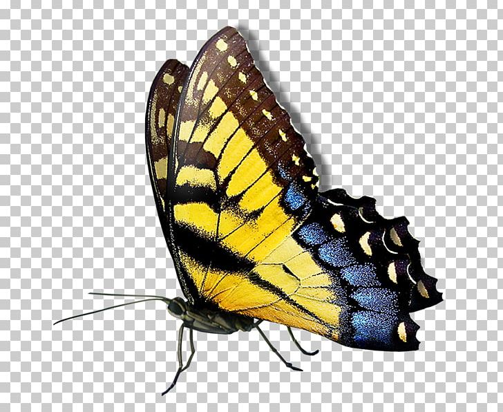 Butterfly Transparency And Translucency PNG, Clipart, Brush Footed Butterfly, Color, Editing, Ink, Insect Free PNG Download