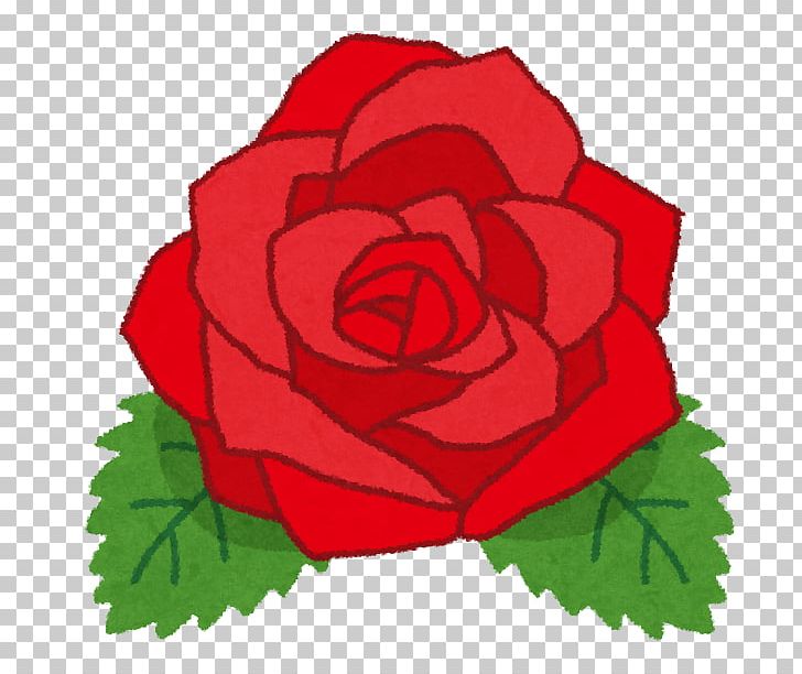 Garden Roses Illustration Pink 牧主都市開発（株） 松原店 PNG, Clipart, China Rose, Cut Flowers, Flora, Floral Design, Floribunda Free PNG Download