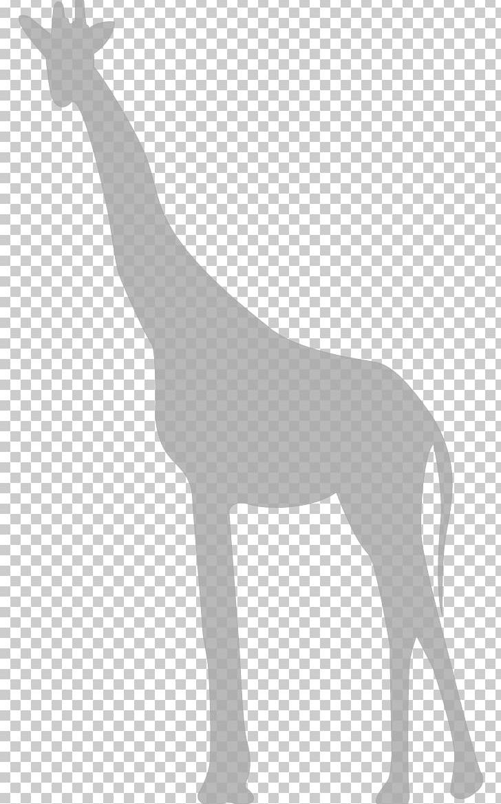 Giraffe PNG, Clipart, Animals, Black And White, Cartoon Giraffe, Cute Giraffe, Deer Free PNG Download