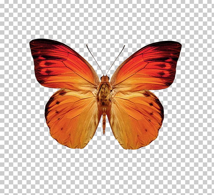 Butterfly Moth Greta Oto Orange PNG, Clipart, Arthropod, Brush Footed Butterfly, Butterflies And Moths, Butterfly, Butterfly Effect Free PNG Download