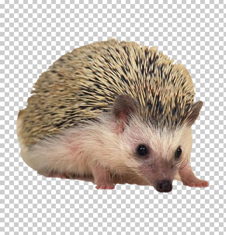 Sonic The Hedgehog European Hedgehog Hamster Porcupine Pet PNG, Clipart, Animal, Animals, Beautiful, Cartoon Hedgehog, Cute Hedgehog Free PNG Download