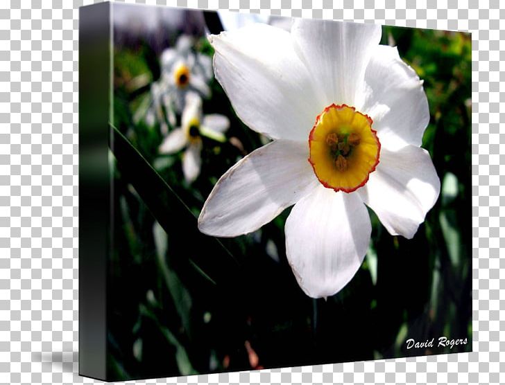 Wildflower PNG, Clipart, Amaryllis Family, Flora, Flower, Flowering Plant, Narcissus Free PNG Download