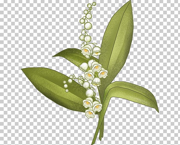 Arum-lily Flower Blog PNG, Clipart, Arum, Arum Lily, Arumlily, Blog, Calla Lily Free PNG Download