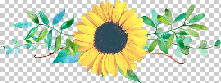 Common Sunflower Floral Design Cut Flowers PNG, Clipart, Common Sunflower, Cut Flowers, Floral Design, Gift, Petals Free PNG Download