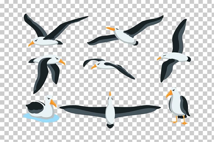 Penguin Albatross Drawing PNG, Clipart, Albatros, Albatross, Animals, Art, Beak Free PNG Download