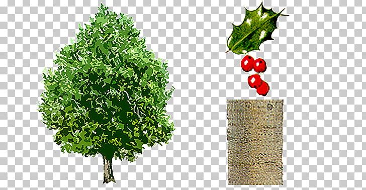 Common Holly Broad-leaved Tree Evergreen Mistletoe PNG, Clipart, Branch, Broadleaved Tree, Common Holly, Evergreen, Food Free PNG Download