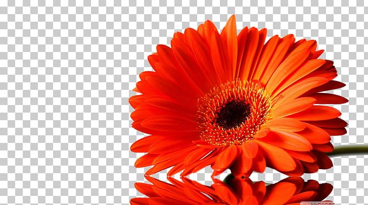 Daisy Family Flower Desktop Gerbera Jamesonii Mobile Phones PNG, Clipart, 2160p, Computer, Cut Flowers, Daisy, Daisy Family Free PNG Download