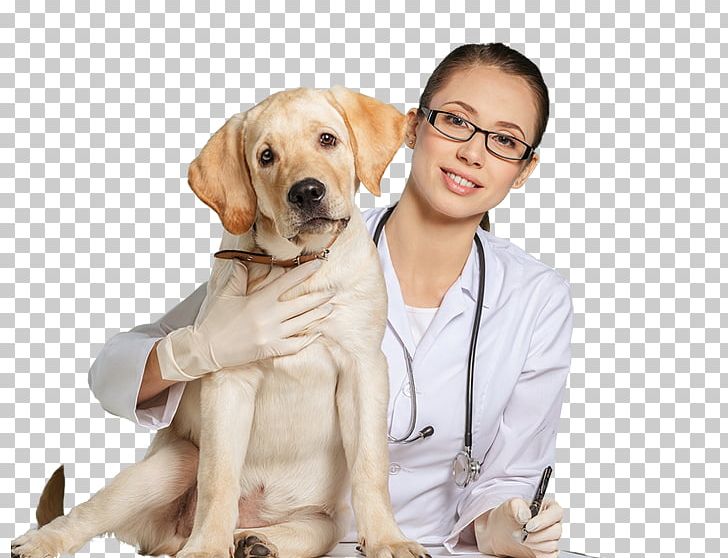 Dog Cat Veterinarian Clinique Vétérinaire Veterinary Medicine PNG, Clipart, Animal Hospital, Animals, Animal Shelter, Animal Welfare, Carnivoran Free PNG Download