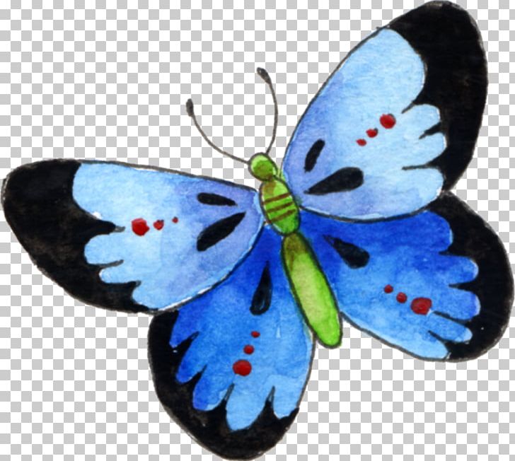Butterfly Drawing PNG, Clipart, Arthropod, Blue, Butterfly, Color, Download Free PNG Download