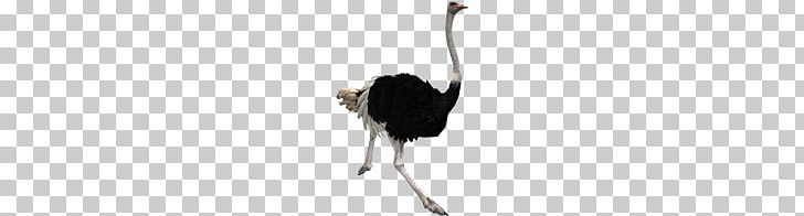 Ostrich PNG, Clipart, Ostrich Free PNG Download