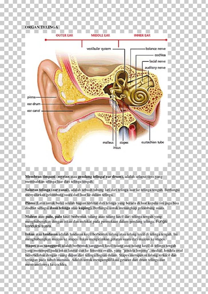 Otitis Media Inner Ear Middle Ear Anatomy PNG, Clipart, Anatomy, Cochlea, Dizziness, Document, Ear Free PNG Download