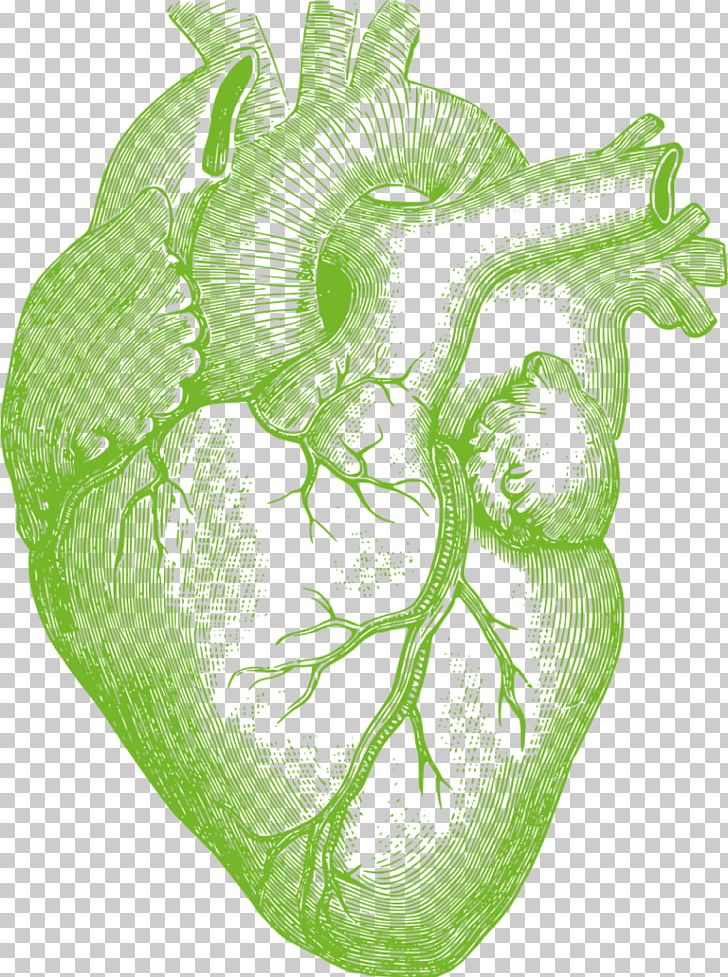 Heart Anatomy Anatomically Correct Doll Human Body Drawing PNG, Clipart, Anatomically Correct Doll, Anatomy, Artery, Circulatory System, Clothing Free PNG Download