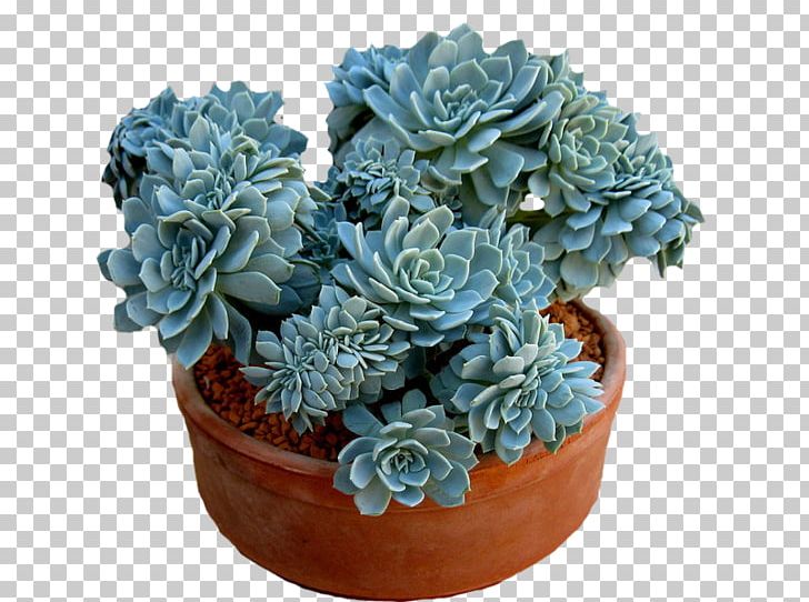 Succulent Plant Echeveria Jade Plant Haworthia Cactaceae PNG, Clipart, Cactaceae, Crassulaceae, Echeveria, Flower, Flowerpot Free PNG Download