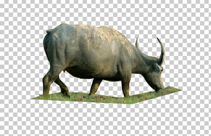 Water Buffalo Cattle Artist PNG, Clipart, Art, Artist, Art Museum, Bull, Cattle Free PNG Download