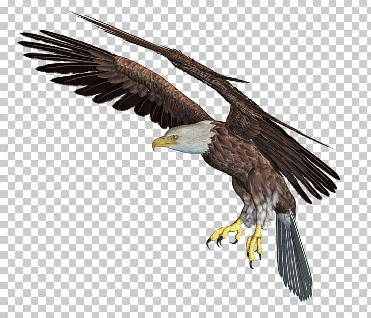 Bald Eagle African Fish Eagle PNG, Clipart, 3d Computer Graphics, 3d Rendering, Accipitriformes, African Fish Eagle, Animals Free PNG Download