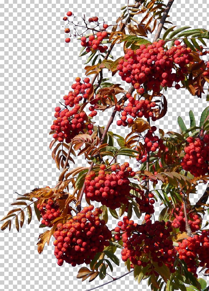 Frutti Di Bosco Hawthorn PNG, Clipart, Autumn, Autumn Fruit, Berry, Chinese Hawthorn, Decorative Patterns Free PNG Download