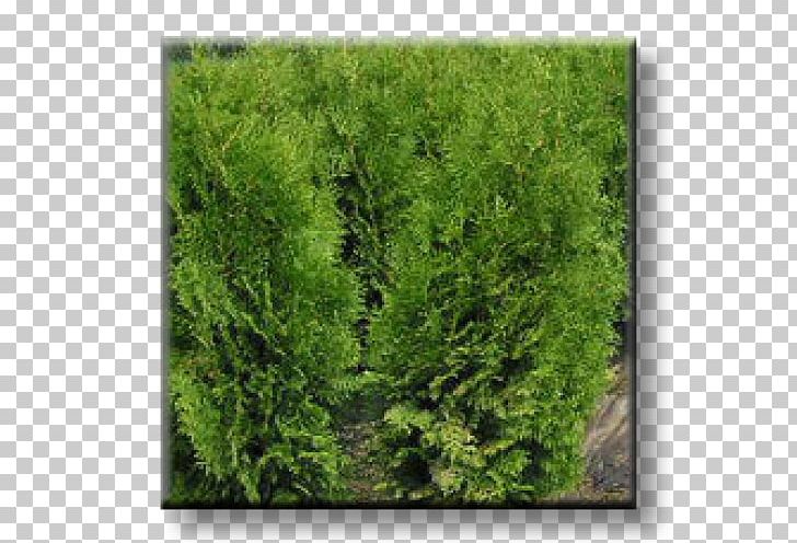 Larch Arborvitae Evergreen Conifers Oriental Arbor-vitae PNG, Clipart,  Free PNG Download