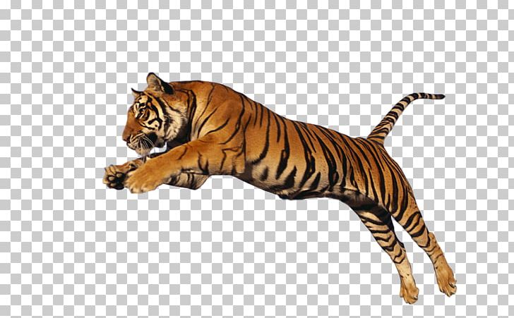 Tiger PNG, Clipart, Animals, Bengal Tiger, Big Cat, Big Cats, Carnivoran Free PNG Download
