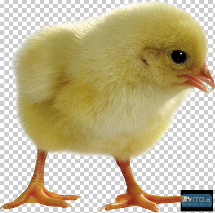 Chicken Duck Light Incubator Candling PNG, Clipart, Animals, Battery, Beak, Bird, Bird Egg Free PNG Download