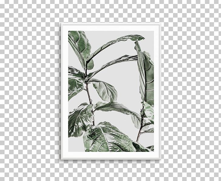Fiddle-leaf Fig Common Fig Abstract Plakat Naukowy Fine-art Photography PNG, Clipart, Abstract, Art, Blog, Branch, Common Fig Free PNG Download