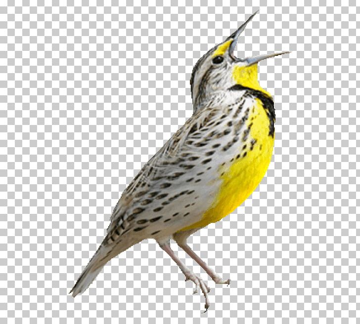 Lark Finches Bird Kansas Passerine PNG, Clipart, Beak, Bird, Fauna, Feather, Finch Free PNG Download