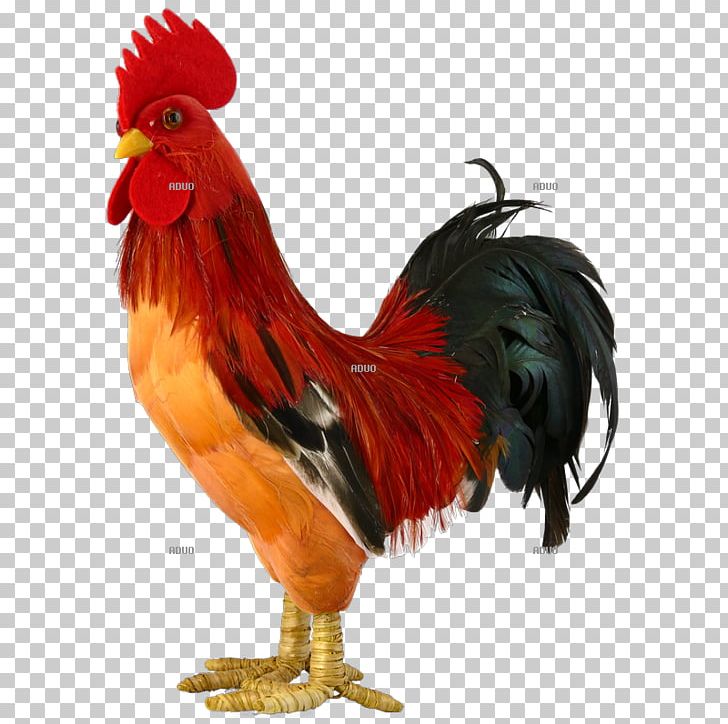 Rooster Chicken Hönsgård Animal Feather PNG, Clipart,  Free PNG Download