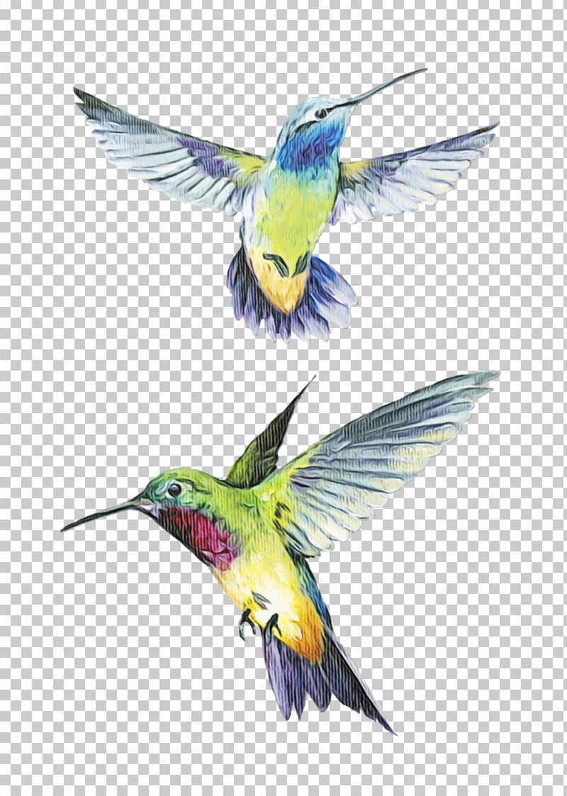 Feather PNG, Clipart, Beak, Coraciiformes, Feather, Hummingbirds, Paint Free PNG Download