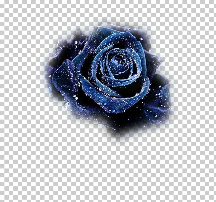 Blue Rose Flower Still Life: Pink Roses Black Rose PNG, Clipart, Blue, Charles Lutwidge Dodgson, Cobalt Blue, Computer Wallpaper, Electric Blue Free PNG Download