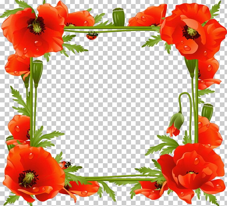 Common Poppy Frames Flower PNG, Clipart, Border Frames, Common Daisy, Common Poppy, Coquelicot, Cut Flowers Free PNG Download