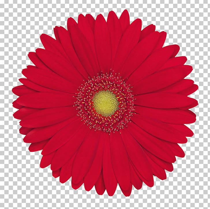 Tissue Paper Hand Fan Color PNG, Clipart, Chrysanths, Color, Cut Flowers, Daisy, Daisy Family Free PNG Download