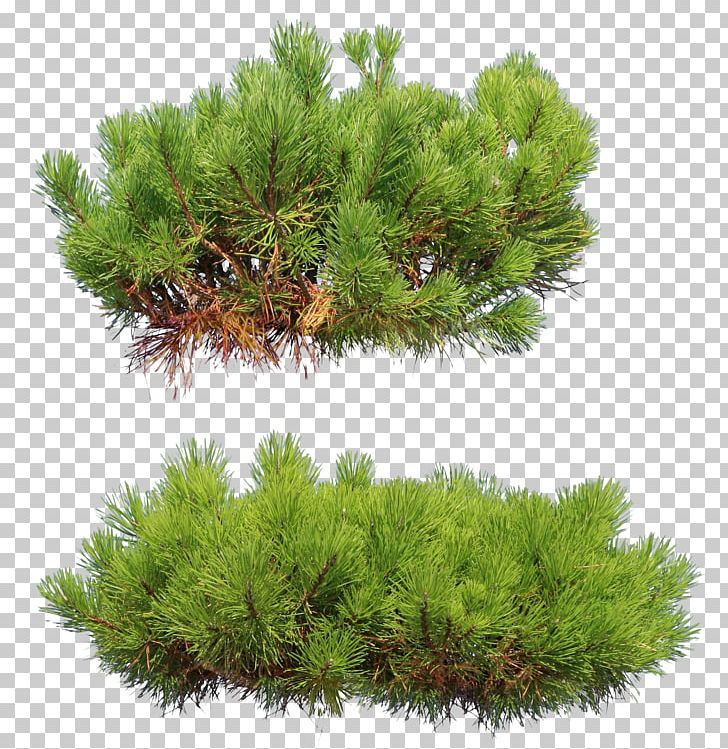 Tree Pine Conifers PNG, Clipart, Biome, Branch, Clip Art, Conifer, Conifer Cone Free PNG Download