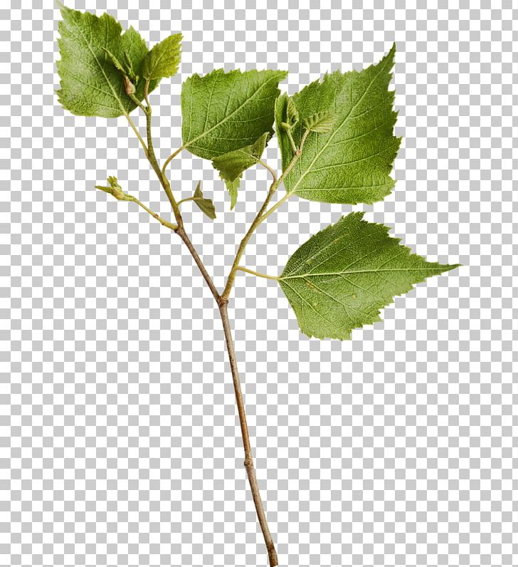 Branch Paper Birch Tree Stock Photography PNG, Clipart, Birch, Blad, Branch, Catkin, Leaf Free PNG Download
