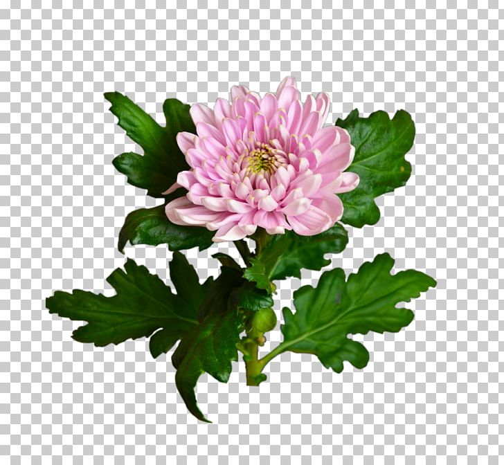 Chrysanthemum Цветочный магазин STUDIO Flores Flower Bouquet Garden Roses PNG, Clipart, Annual Plant, Artikel, Assortment Strategies, Aster, Blomsterbutikk Free PNG Download