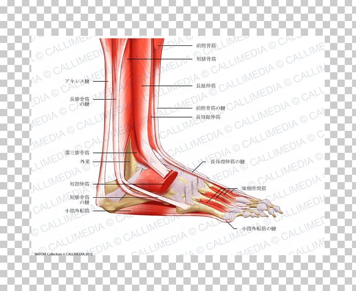 Foot Anatomy Muscular System Peroneus Longus Muscle PNG, Clipart, Adductor Brevis Muscle, Anatomy, Ankle, Arm, Blood Vessel Free PNG Download