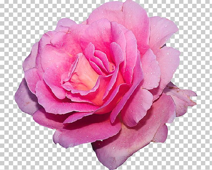 Girls Like Roses Love Happiness Sacred Heart Feeling PNG, Clipart, Anahata, Beautiful Rose, Chakra, China Rose, Compassion Free PNG Download