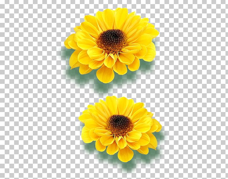 Transvaal Daisy Common Sunflower Raster Graphics PNG, Clipart, Calendula, Cartoon, Daisy Family, Flower, Flowers Free PNG Download