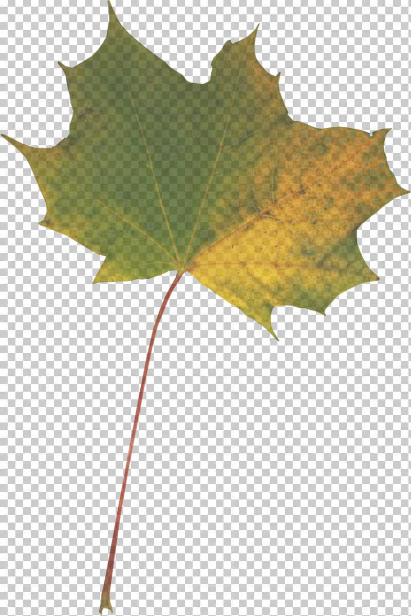 Maple Leaf PNG, Clipart, Biology, Leaf, Maple, Maple Leaf, Plane Tree Family Free PNG Download