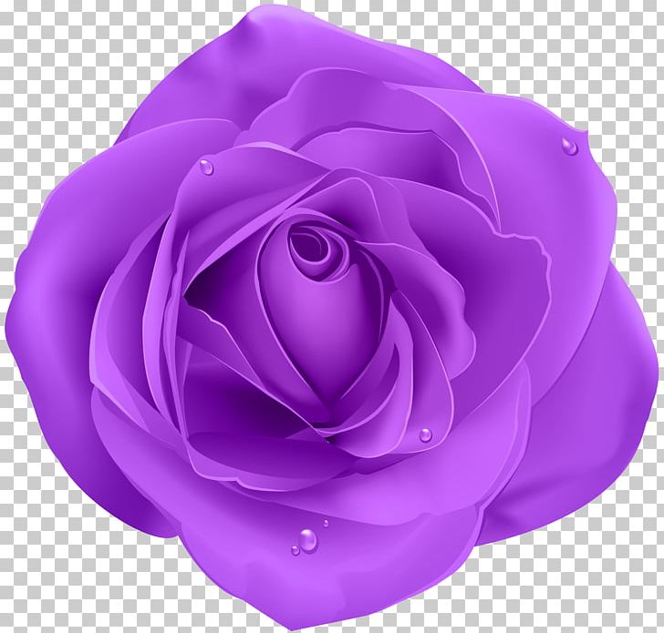 Blue Rose Purple PNG, Clipart, Art, Blue Rose, Clip Art, Color, Cut Flowers Free PNG Download