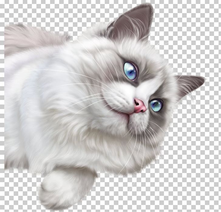 Cat Kitten PNG, Clipart, Animals, Asian Semi Longhair, Birman, Carnivoran, Cartoon Free PNG Download