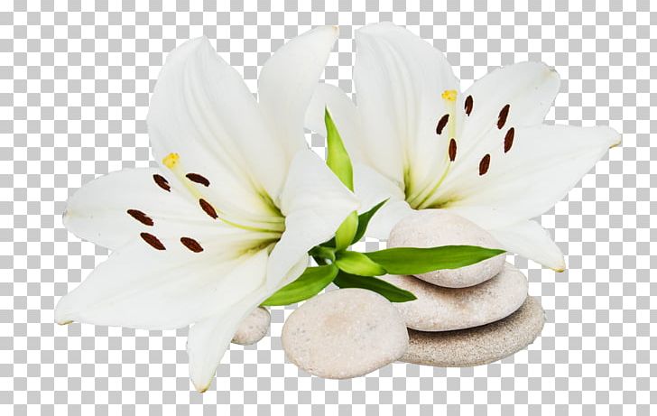 Cut Flowers Petal Lily M PNG, Clipart, Blume, Cut Flowers, Flower, Flowering Plant, Lily Free PNG Download