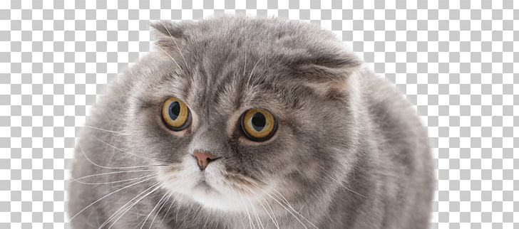 Scottish Fold British Semi-longhair Chartreux British Shorthair Nebelung PNG, Clipart, British Semi Longhair, British Semilonghair, British Shorthair, Carnivoran, Cat Free PNG Download