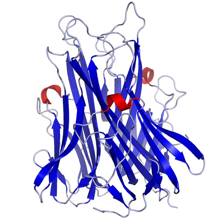 Tumor Necrosis Factor Alpha Tumor Necrosis Factor Superfamily Cytokine TNF Receptor Superfamily PNG, Clipart, Acutephase Protein, Apoptosis, Art, Artwork, Blue Free PNG Download