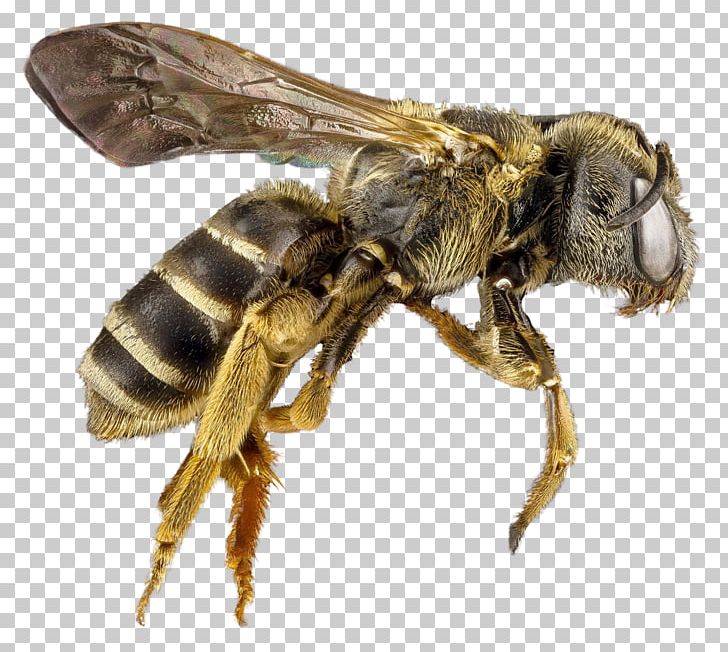 Honey Bee Hornet PNG, Clipart, Apidae, Arthropod, Bee, Beekeeping, Bumblebee Free PNG Download