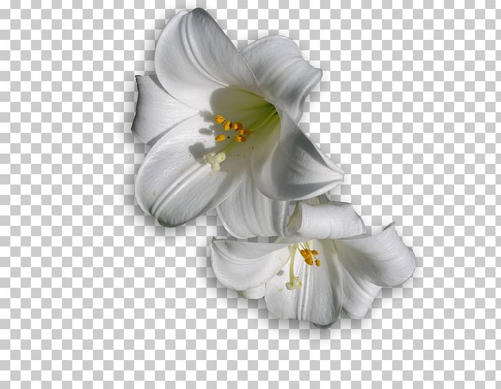 Pat Cook Funeral Services Funeral Home Death Cremation PNG, Clipart, Burial, Coroner, Cremation, Cut Flowers, Death Free PNG Download