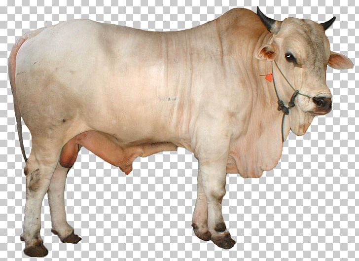 Simmental Cattle Limousin Cattle Qurbani Goat Ongole Cattle PNG, Clipart, Animal Husbandry, Animals, Animal Slaughter, Beef Cattle, Brahman Cattle Free PNG Download