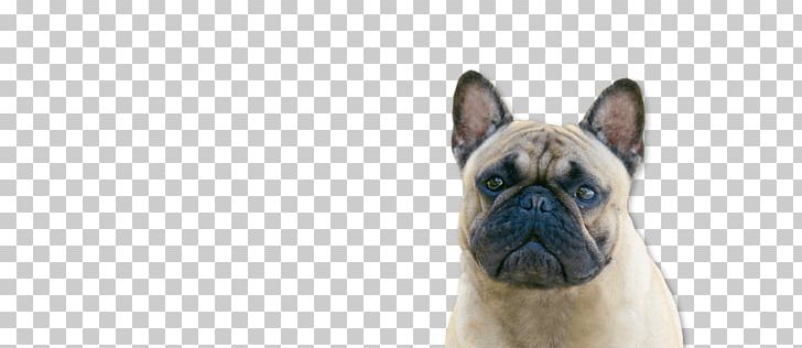 Dog Breed Non-sporting Group Snout PNG, Clipart, Animals, Breed, Carnivoran, Dog, Dog Breed Free PNG Download