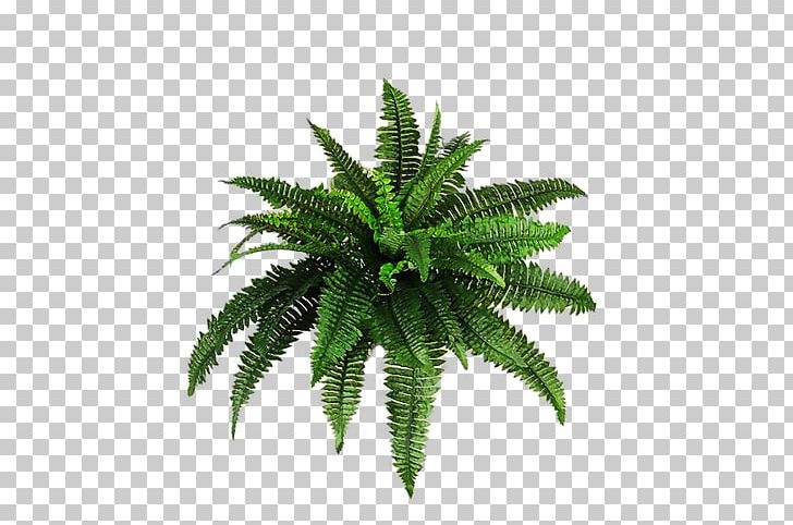 Plant PNG, Clipart, Clip Art, Fern, Ferns And Horsetails, Flowerpot, Grass Free PNG Download