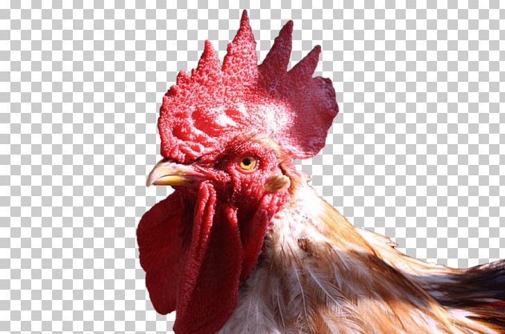 Rooster Chicken Portable Network Graphics Desktop PNG, Clipart, Animals, Background, Beak, Bird, Chicken Free PNG Download
